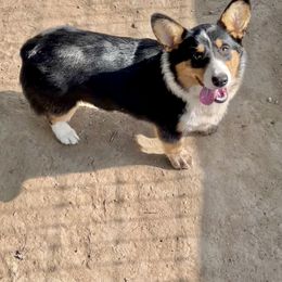Gertie - American Corgi