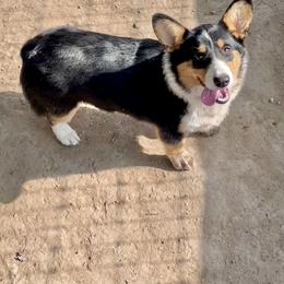 Gertie - American Corgi