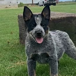 Buoy - Australian Cattle Dog puppy in Devalls Bluff, Arkansas from Coolhand's Australian Cattle Dogs
