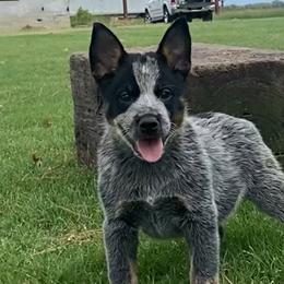 Buoy - Australian Cattle Dog puppy in Devalls Bluff, Arkansas from Coolhand's Australian Cattle Dogs