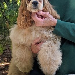 Cocker Spaniel puppies from Jacobsen's Cockers