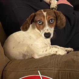 Huckleberry - Red male Dachshund puppy in Athens, Alabama from 4 Moore Ranch