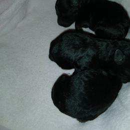 Poodle puppies from Precious Poodle Babies