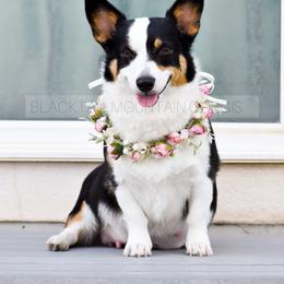 Pembroke Welsh Corgi puppies from Blacktail Mountain Corgis