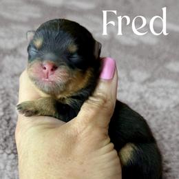 Fred - Black and tan male Pomeranian puppy in Willis, Texas from Treasured Jewels Pomeranians