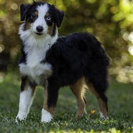 Toy Australian Shepherd puppies from Fine Hill Miniature Americans