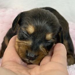 Dark red Girl - Red female Dachshund puppy in Nashville, Arkansas from Whisenhunt Farms