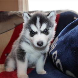 Pikachu - Black and white female Siberian Husky puppy in Le Sueur, Minnesota from Tevana Siberians LLC