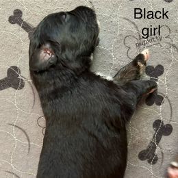 Girl 1 - Black tri-color Australian Shepherd puppy in Marshall, Virginia from Aussie Tales Farm