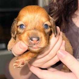 Girl 2 - Red - Red female Dachshund puppy in Pierson, Florida from Michelle’s Mini Dachshunds
