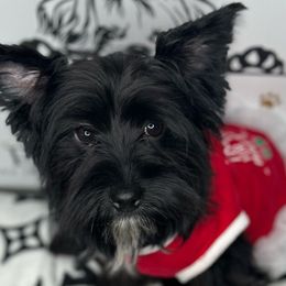 Penelope - Yorkshire Terrier puppy from Perfectly Posh Pets