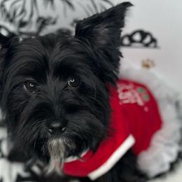 Penelope - Yorkshire Terrier puppy from Perfectly Posh Pets