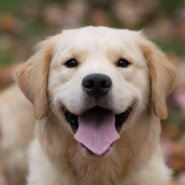 Cavalier King Charles Spaniels and Golden Retrievers from Merimaur Goldens and Cavaliers