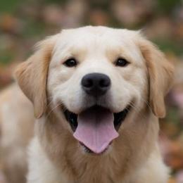 Cavalier King Charles Spaniels and Golden Retrievers from Merimaur Goldens and Cavaliers