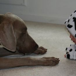 Weimaraner All Grown Up from Megan's Weimaraners