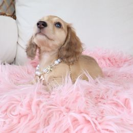 Shaded cream female 2 - Cream female Dachshund puppy in Mc Donough, Georgia from Hot Diggity Doxies