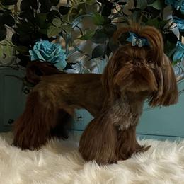 Chobani - Shih Tzu