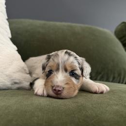 Dallas - Blue merle female Australian Shepherd puppy in Plain City, Utah from Lost Creek Aussies