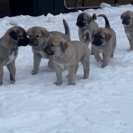 Anatolian Shepherd Dog Puppies from Wild Rooster Family Farm (AKC Anatolians OFA Hips Tested)