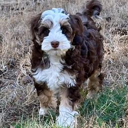 Country Morning Labradoodles Mocha - Chocolate male Australian Labradoodle puppy in Aumsville, Oregon from Country Morning Labradoodles