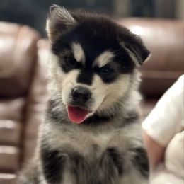 Ms Orange - Seal and white female Alaskan Malamute puppy in Giddings, Texas from Strong Water Malamutes