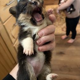 American Corgi Puppies from Highland corgis
