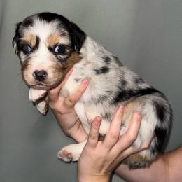 Cerberus - Blue merle male Australian Shepherd puppy in Weeki Wachee, Florida from Ace of Spades Australian Shepherds