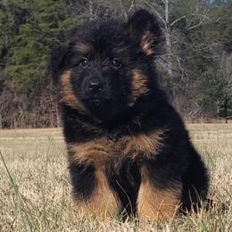 Red Collar - Male - Black and red male German Shepherd puppy in Charlotte, North Carolina from Zuflucht K9s
