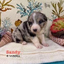 Sandy - Blue merle female Australian Shepherd puppy in El Dorado Springs, Missouri from OR Aussies
