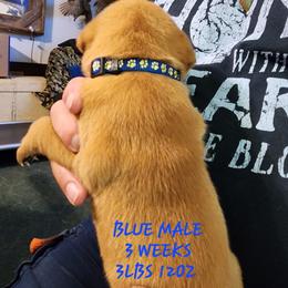 Blue male - Yellow male Labrador Retriever puppy in Appling, Georgia from Kelley's Red Clay Labradors