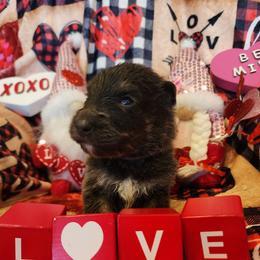 Turbo - Blue male German Shepherd puppy in Los Lunas, New Mexico from Mali's German Shepherds LLC