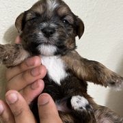 Shorkie Puppies from Shorkie Land