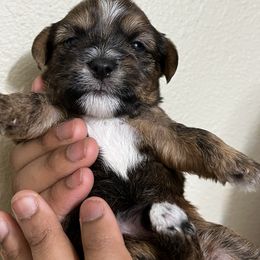 Shorkie Puppies from Shorkie Land