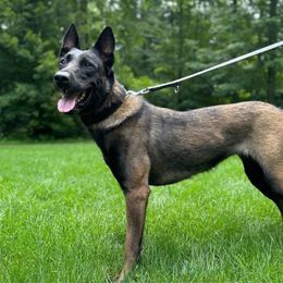 Meta - Belgian Malinois