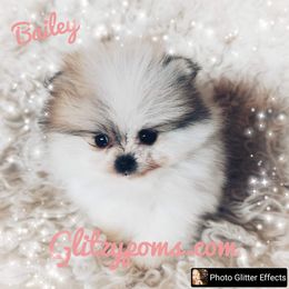 Pomeranian Puppies from Glitzypoms