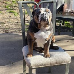 Zelda - Bulldog