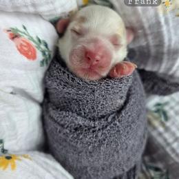 Frank - male Cavapoochon puppy in Bullard, Texas from Cavapoochon Central LLC
