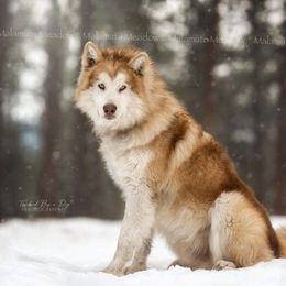 Rowan - Alaskan Malamute