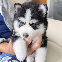 Belladonna - Black and white female Pomsky puppy in Redding, California from Jubilee Hills