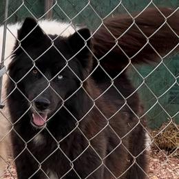 Dakota - Siberian Husky