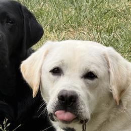 Golden Retrievers and Labrador Retrievers from Rustic Cabin Retrievers
