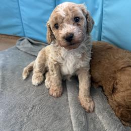 Daisy - Buff and white female Cockapoo puppy in Mesa, Arizona from Goldenpaw Cockapoos