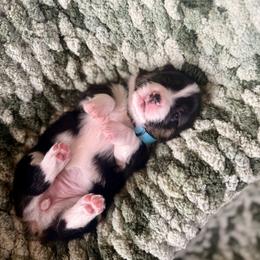 Blue Female - Black and tan female Pembroke Welsh Corgi puppy in La Porte City, Iowa from Cedar River Corgis