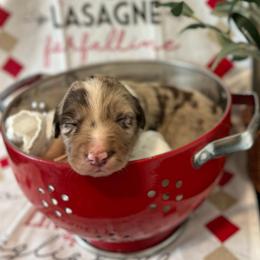 Rotini - White and red merle female Bordoodle puppy in Valley Center, California from Circle R Valley Bordoodls