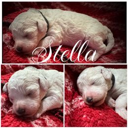 Stella Girl 3 - Cream female Goldendoodle puppy in Ankeny, Iowa from Iowadoodles2love