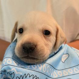 Boy 4 - male Labrador Retriever puppy in Palm Beach County, Florida from Robin's Labrador Retrievers