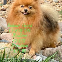 Summer - Pomeranian