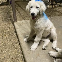 Enzo - male Maremma Sheepdog puppy in Kings County, California from Prancing Pony Farm Maremma Sheepdogs