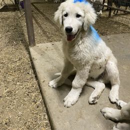 Enzo - male Maremma Sheepdog puppy in Kings County, California from Prancing Pony Farm Maremma Sheepdogs