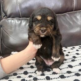 Velvet - Black tri-color female Aussiedoodle puppy in Heber City, Utah from Junipersdoodles